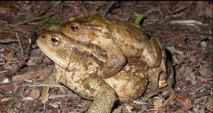 VISTRORIO - La Valchiusella si mobilita per salvare i rospi mentre attraversano la strada - FOTO