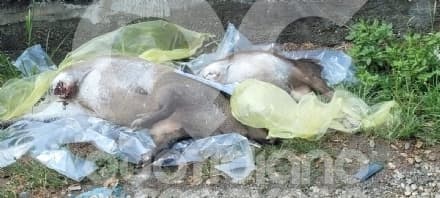 CASTELLAMONTE - Un altro incidente con i cinghiali: due animali investiti e uccisi a Piova