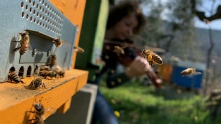 NATURA - Giornata Mondiale delle Api 2020: «Tobees» aspetta video da tutto il mondo
