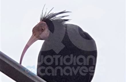 FIORANO CANAVESE - Le «vacanze» canavesane di uno splendido Ibis Eremita - FOTO