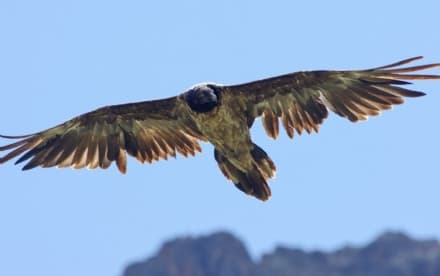 GRAN PARADISO - Il gipeto torna a nidificare seguito dal «Grande Fratello» - VIDEO
