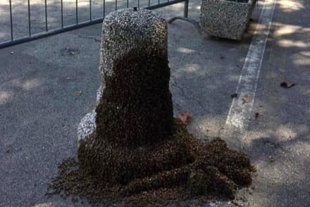 FAVRIA - Sciame di api prende provvisoriamente casa di fronte al monumento degli Alpini - FOTO