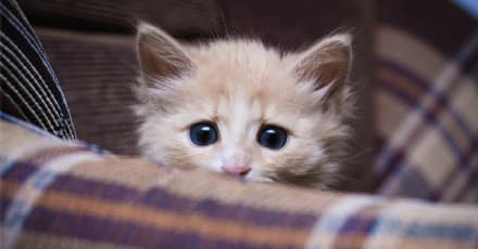 CASTELLAMONTE - Il sindaco invita a limitare i petardi la notte di Capodanno