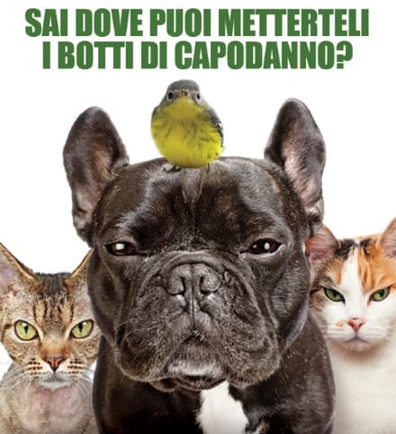 Ordinanze anti-petardi: cani e gatti ringraziano. E quando non è capodanno?