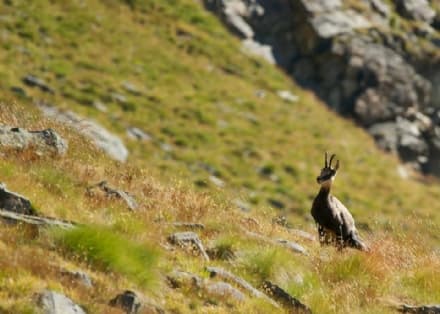 PARCO GRAN PARADISO - Il 5x1000 per la ricerca sul camoscio