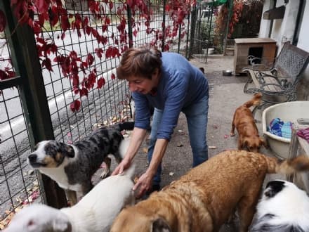 PONT CANAVESE - Niente sfratto (per ora) al piccolo canile di Grazia De Palma - FOTO