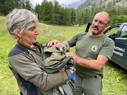 CERESOLE REALE - I guardaparco del Gran Paradiso salvano un'aquila reale ferita dopo la segnalazione di una turista - FOTO