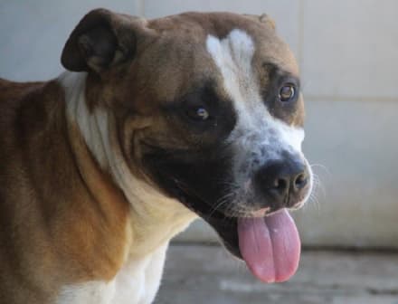 CALUSO - Appello per Frei, cane in cerca di una famiglia