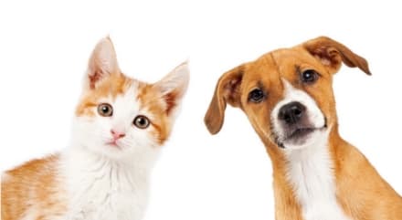 ANIMALI DA COMPAGNIA - Da oggi in Piemonte è finalmente consentita l'attività di toelettatura