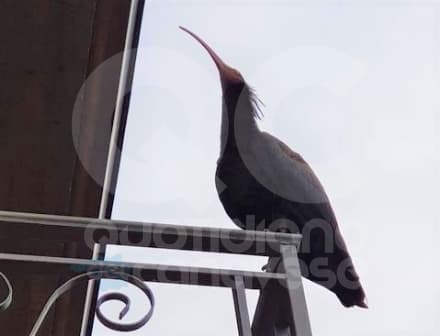 CANAVESE - Avvistato l'Ibis Eremita: chi è, cosa fa e soprattutto come aiutarlo...