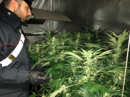 FORNO CANAVESE - Serra di marijuana in casa: trentenne arrestato dai carabinieri di Rivara - VIDEO