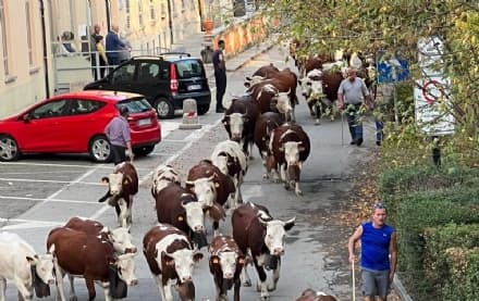 FAVRIA - Il gioioso suono dei campanacci: ecco la transumanza - FOTO e VIDEO