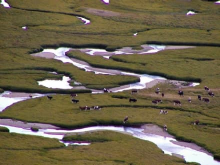 NOASCA - Dalla Toscana per studiare i pascoli del Parco Gran Paradiso