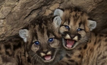 IVREA - Due cuccioli di puma nel giardino di casa: imprenditore a processo per detenzione di animali pericolosi viene assolto