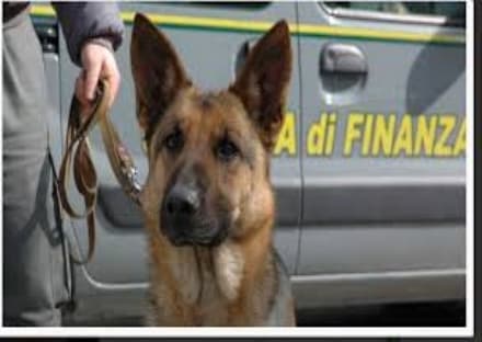 CASELLE - 200 mila euro recuperati grazie al fiuto del cane Zeby