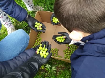 CASTELLAMONTE - Semi di futuro: dall'olio alle zucche, l'orto scolastico ha dato i suoi frutti - FOTO