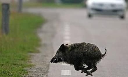 SALASSA - Cinghiale investito e ucciso sulla pedemontana: automobilista in ospedale