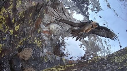 PARCO GRAN PARADISO - Il gipeto torna a nidificare nell'area protetta più antica d'Italia - VIDEO