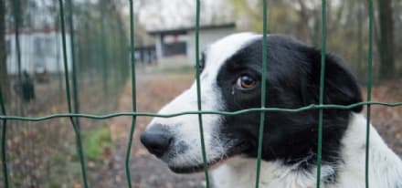 CALUSO-RIVAROLO - La procura di Ivrea apre un'inchiesta sulla gestione dei canili rifugio