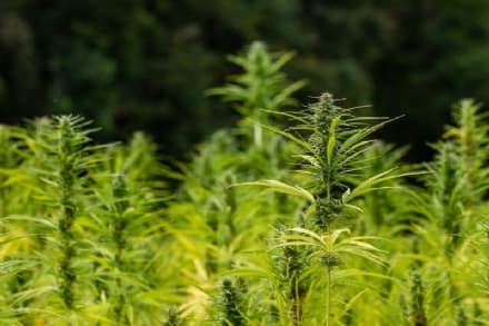 PIEMONTE - Via libera al sostengo della coltivazione di cannabis sativa