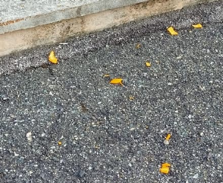 CUORGNE' - Cartacce, mozziconi di sigarette e sporcizia sul sagrato della chiesa a Priacco, fioccano lamentele - FOTO