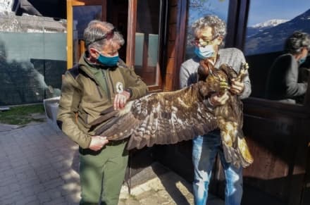 PARCO GRAN PARADISO - Torna a volare l'aquila Mario salvata dai guardaparco - VIDEO