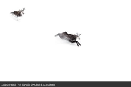 CERESOLE REALE - I camosci del Parco vincono il concorso fotografico «Uno scatto per la natura»