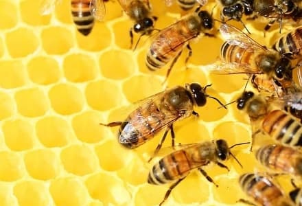 CANAVESE - Meno miele per tutti: caldo e siccità condizionano le api con un calo produttivo del 30%