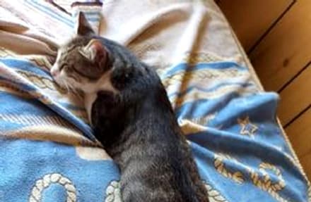 RIVAROLO CANAVESE - Appello per ritrovare il gatto Pepe smarrito in frazione Pasquaro