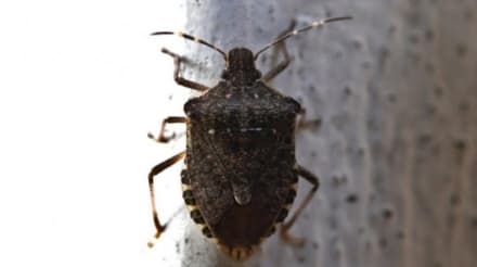 ALLARME CIMICE ASIATICA - Per Coldiretti, in Piemonte, si stimano danni per 180 milioni di euro distribuiti su 13500 produttori