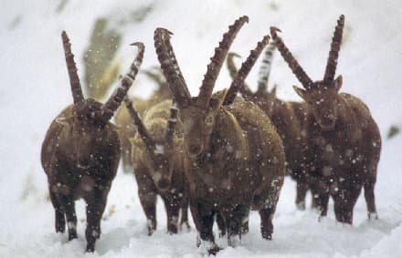 PARCO GRAN PARADISO - Nasce l'associazione Gruppo Stambecco Italia