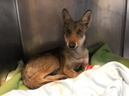 CANAVESE - Cucciolo di lupo investito da un'auto: salvato dai veterinari ora è tornato libero - FOTO