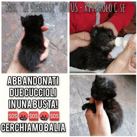 RIVAROLO - Due gattini appena nati abbandonati in un sacchetto di plastica
