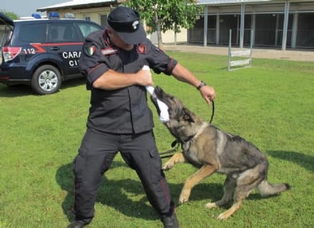 VOLPIANO - Il cane Quark fiuta l'oppio e fa arrestare una donna