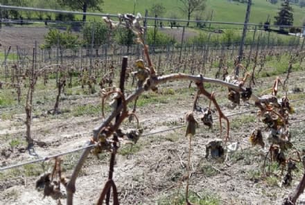 CANAVESE - Gravi danni all'agricoltura per il gelo: appello alla Regione