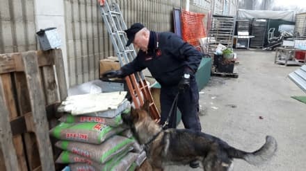 VOLPIANO - Il cane Quark trova la droga tra pane e farina - FOTO