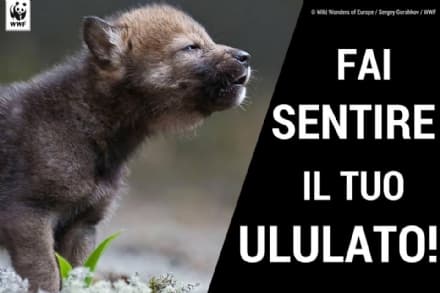MONTAGNA - Attenti al lupo? Attenti a chi gli vuole sparare...