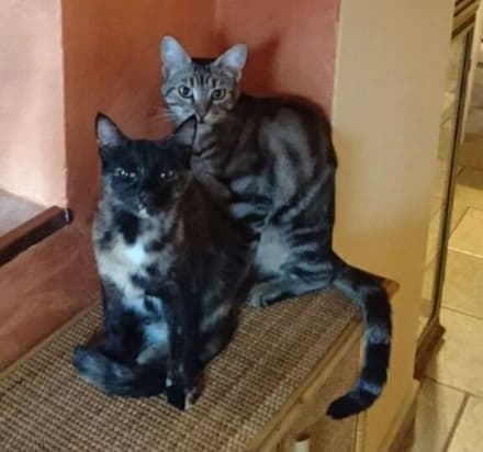 CASTELLAMONTE - Gatti spariti da San Giovanni: ricompensa per chi li ritrova