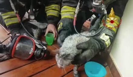 CASTELLAMONTE - Con le maschere dell'ossigeno: così i vigili del fuoco hanno salvato i tre gatti scampati all'incendio - VIDEO