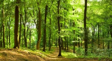 FASE 2 - Ripartono le manutenzioni delle foreste e dei boschi