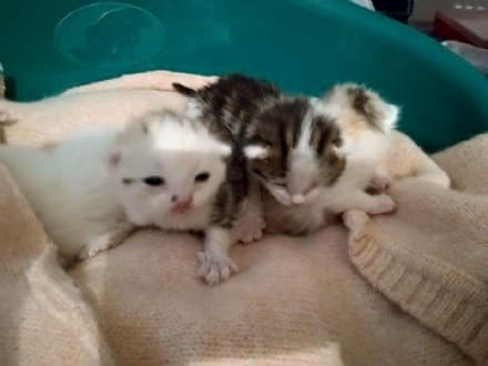 IVREA - Gattini abbandonati dentro uno scatolone