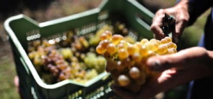 CANAVESE - L'enoturismo come risorsa per il territorio: il consorzio di Caluso e Carema ci crede