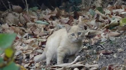 TRAVERSELLA - Gli incendi devastano il rifugio dei gatti: i volontari chiedono aiuto per i mici