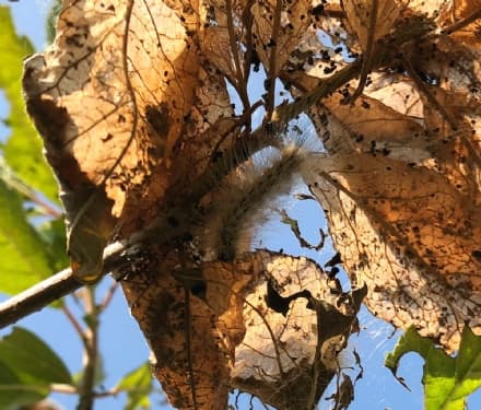 VOLPIANO - Allarme bruchi sulle piante: per fortuna non è processionaria
