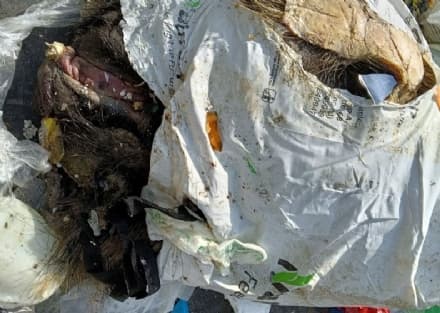 ROMANO CANAVESE - Una testa di cinghiale trovata nella campana della plastica