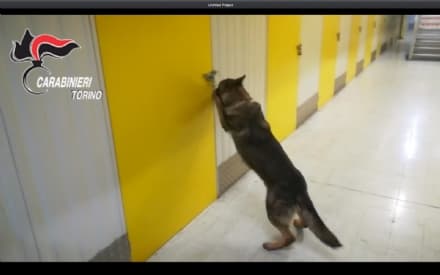 CRONACA - I carabinieri scoprono un tesoro da 1.3 milioni di euro