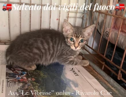 MONTALENGHE - Micino resta bloccato in una casa disabitata: salvato dai pompieri di Rivarolo