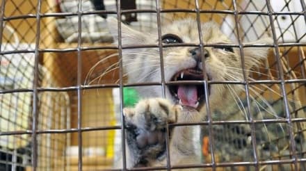 SAN GIORGIO - Vendono la casa e lasciano il gatto dentro...