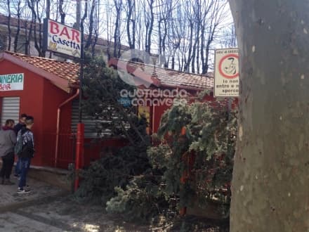 CASELLE-LEINI - Alberi giù per il vento: dramma sfiorato