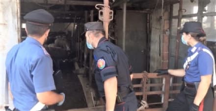 MAPPANO - Mattatoio clandestino, la Lega: «Non siamo nel medioevo. Le altre culture rispettino le nostre leggi»